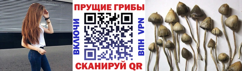 Псилоцибиновые грибы мухоморы  Купить  Светлогорск 